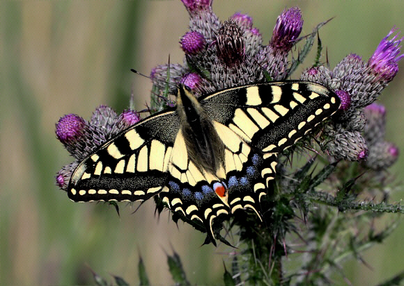 Papilio%20machaon%2023102 004a - Learn Butterflies