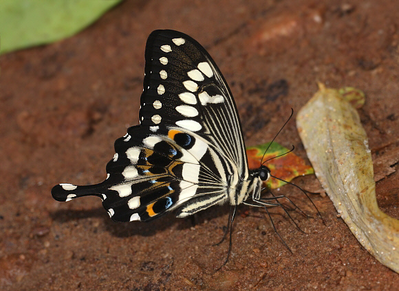 Papilio menestheus, Bobiri, Ghana
