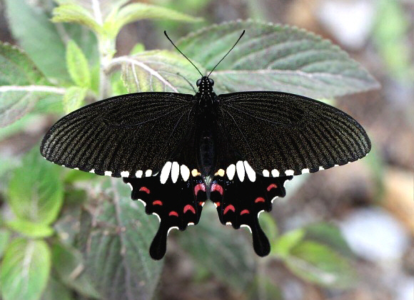 Common Mormon