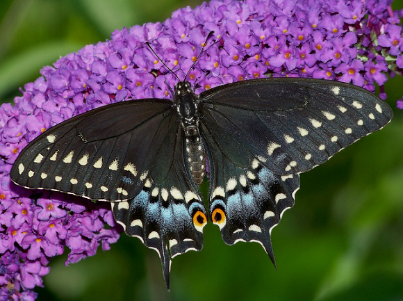 Black Swallowtail