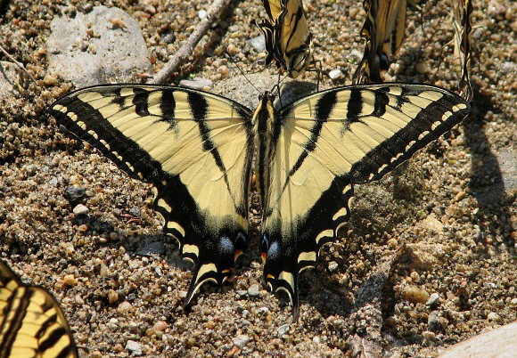 Western Tiger Swallowtail