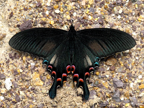 Yunnan Peacock