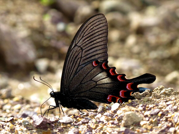 Papilio syfanius, Yunnan, China - Andrew Neild