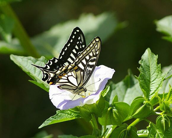 Asian Swallowtail