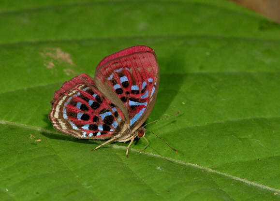 Malay Red Harlequin