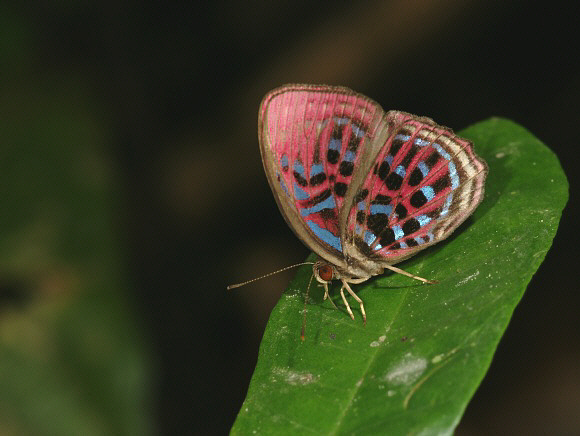 Paralaxita damajanti damajanti, Taman Negara, West Malaysia