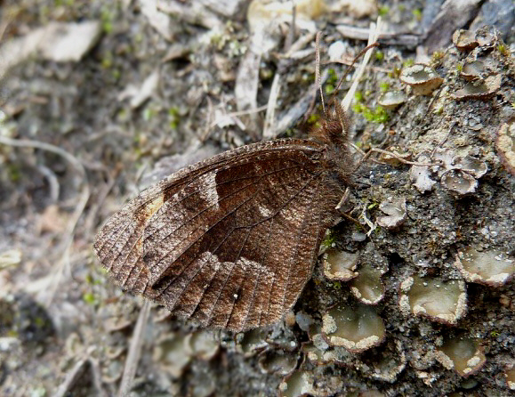 Parepa Mountain Satyr