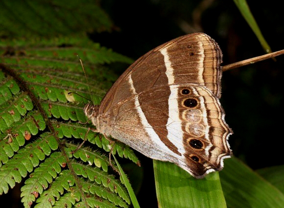 White-barred Satyr