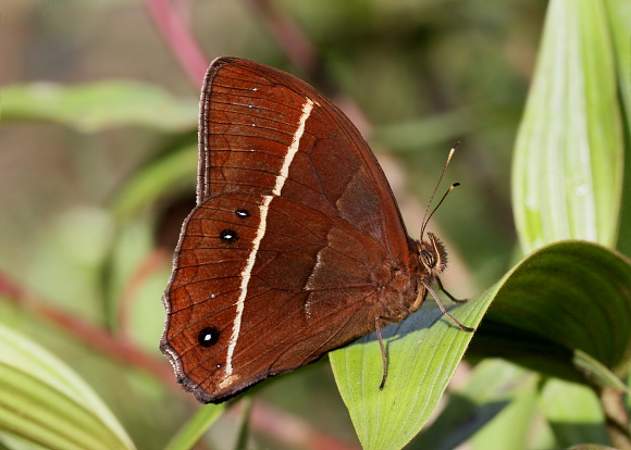 White-lined Satyr