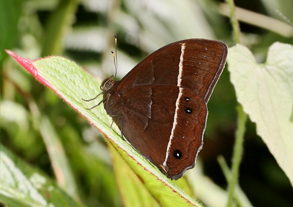 Parataygetis lineata, Tatama NP, Colombia - Adrian Hoskins