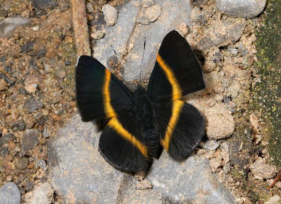 Parcella%20amarynthina%201359 001a - Learn Butterflies