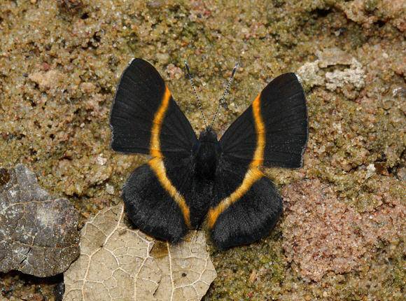 Parcella%20amarynthina%203081 001a - Learn Butterflies