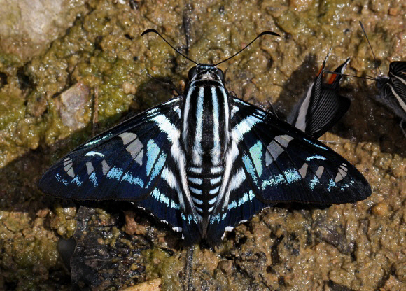 Parelbella peruana, Satipo, Peru - Adrian Hoskins