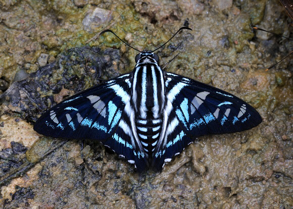 Chanchamayo Sabre-wing