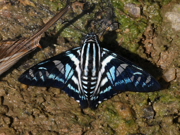 Parelbella peruana, Satipo, Peru - Adrian Hoskins