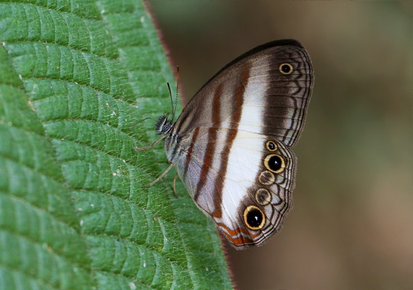 Metaleuca Ringlet