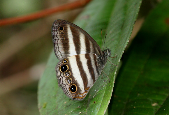 Pareuptychia ocirrhoe, Tatama NP, Colombia - Adrian Hoskins