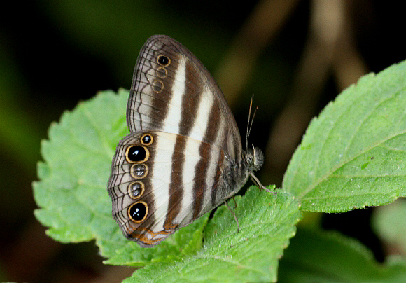 Pareuptychia ocirrhoe, Tatama NP, Colombia - Adrian Hoskins