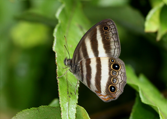 Banded White Ringlet