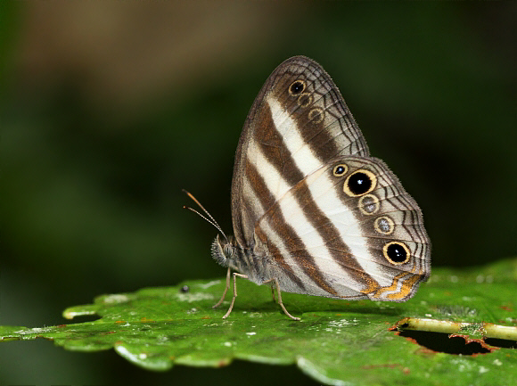 Pareuptychia ocirrhoe, Tatama NP, Colombia - Adrian Hoskins