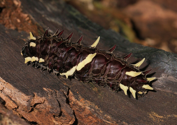 Anchises Cattleheart Caterpillar