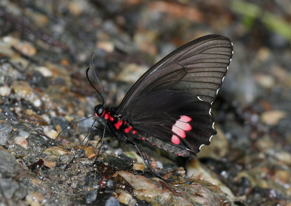 Parides sesostris, Rio Claro, Colombia - Adrian Hoskins