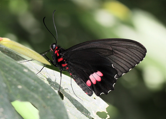 Parides sesostris, Rio Claro, Colombia - Adrian Hoskins