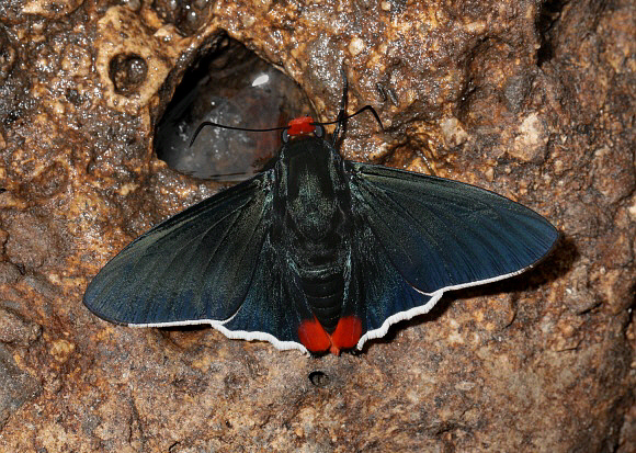 Passova passova, Satipo, Peru by Adrian Hoskins