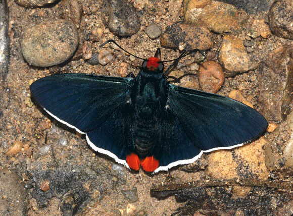 Passova passova, Satipo, Peru by Adrian Hoskins