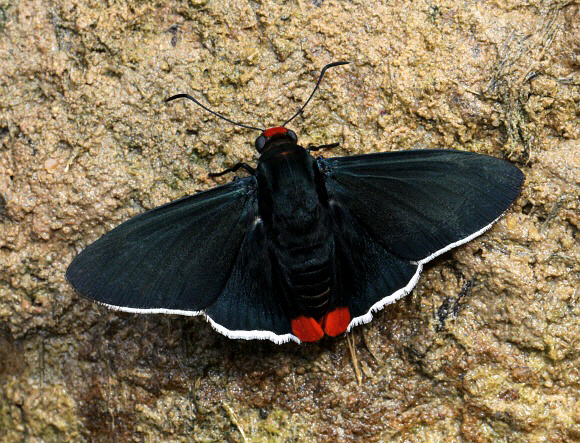 Passova passova, Satipo, Peru by Adrian Hoskins