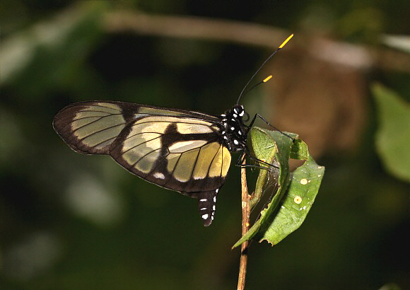 Patia orise, male, Rio Shima, Satipo, Peru - Adrian Hoskins