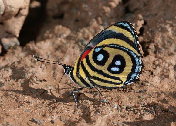 Paulogramma%20peristera%202807 001a - Learn Butterflies