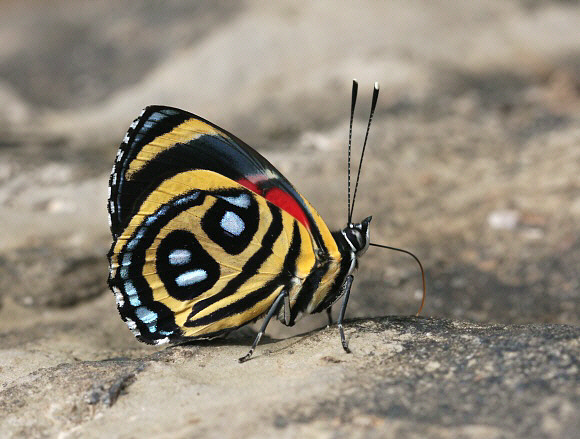 Paulogramma%20pyracmon%200139 001a - Learn Butterflies