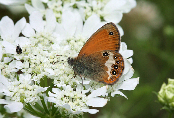 Pearly%20Heath%2009PBJ002a - Learn Butterflies