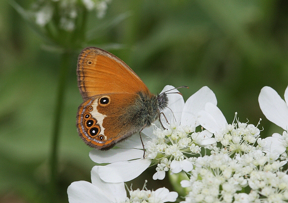 Pearly Heath