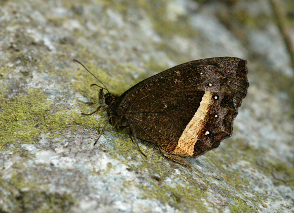 Pedaliodes hopfferi Machu Picchu, Peru - Adrian Hoskins