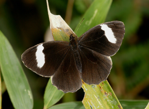 White-bar Mountain Satyr