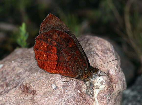 Polusca Mountain Satyr