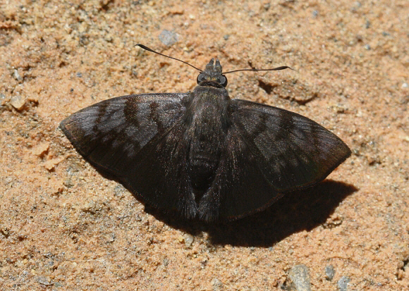 Frosted Tufted Skipper