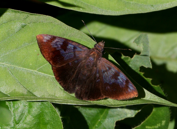 Santana Tufted Skipper