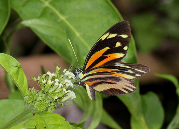 Perhybris%20amela%205768 001a - Learn Butterflies