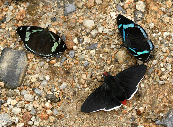 Pyrrhopyge sergius (bottom) with Perisama canoma (left) and Perisama lebasii by Adrian Hoskins