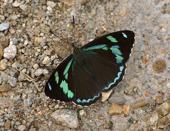 Perisama%20cabirnia%20ups%20001%20Manu%201400m - Learn Butterflies