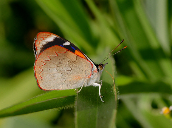 Perisama%20calamis%20031a - Learn Butterflies