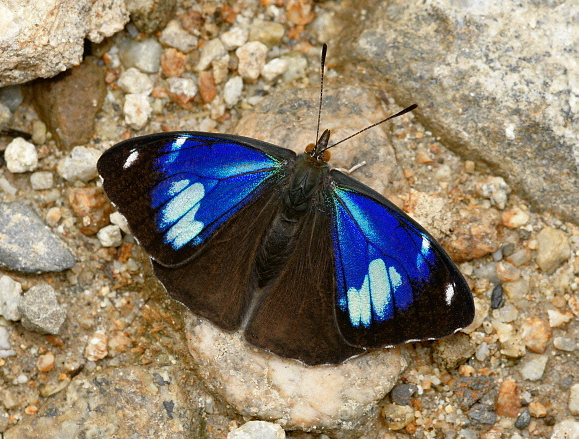 Perisama%20calamis%20305b - Learn Butterflies