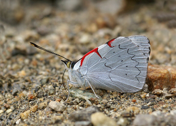 Perisama%20canoma%20001a - Learn Butterflies