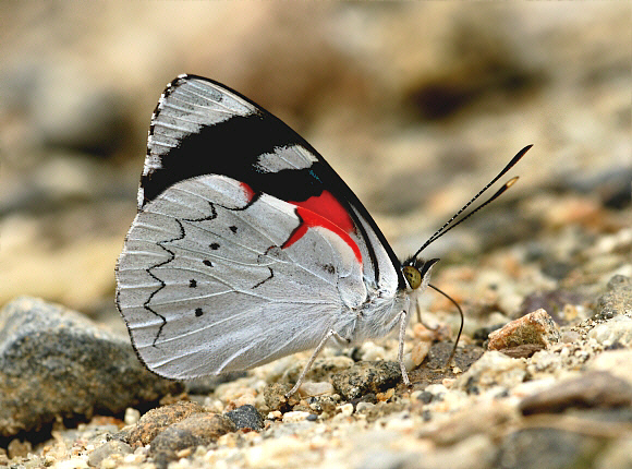 Perisama%20canoma%20thryoessa%201185 001a - Learn Butterflies