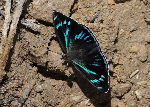 Perisama%20clisithera%204676x 001a - Learn Butterflies