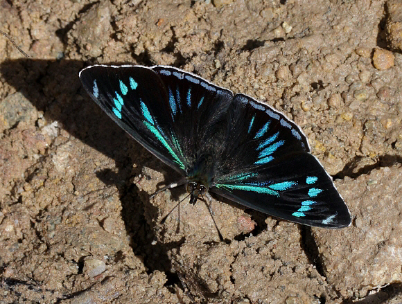 Perisama%20clisithera%204676y 001a - Learn Butterflies