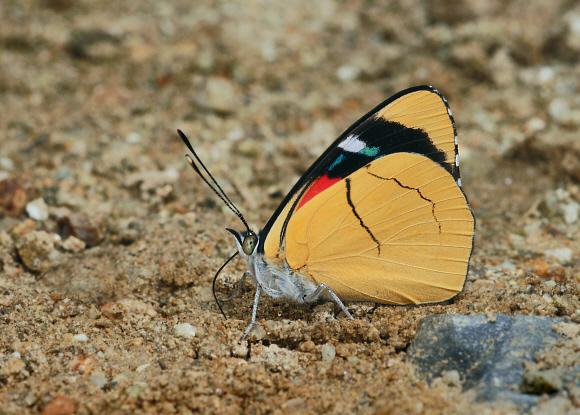 Turquoise Perisama